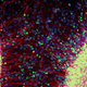 Illustration for article titled The Secrets Of Intelligence Lie Within A Single Cell